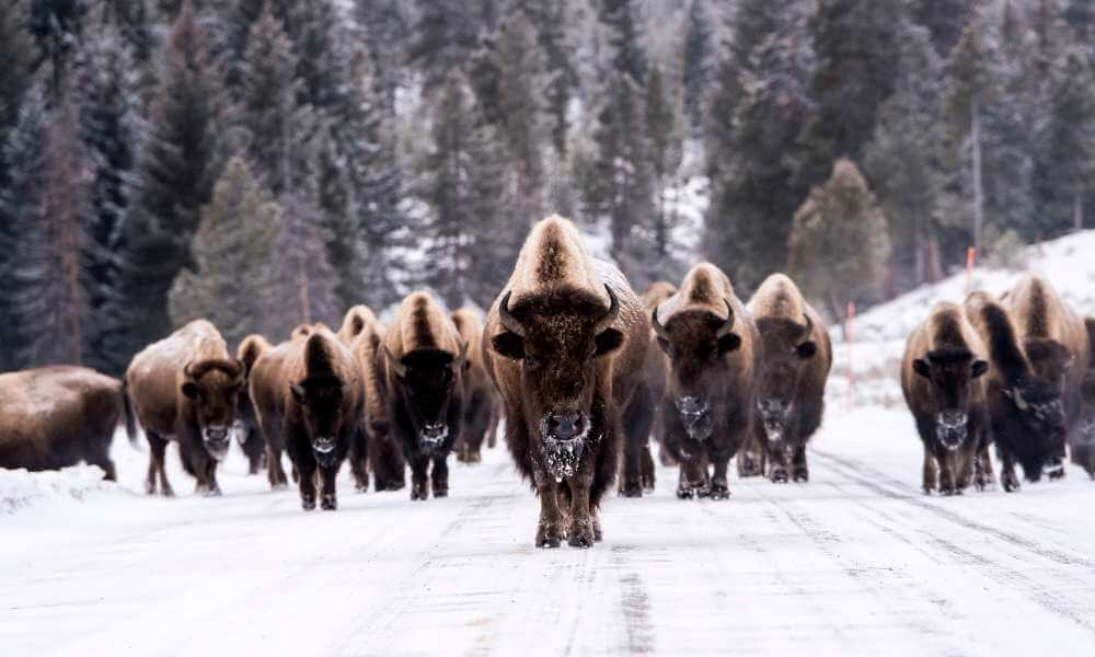 6 day Yellowstone Winter Wonderland Tour