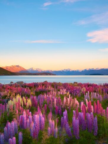 Lupins in Lake Tekapo, New Zealand - Travel Deals from the USA - Wake Up Here