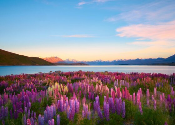 Lupins in Lake Tekapo, New Zealand - Travel Deals from the USA - Wake Up Here