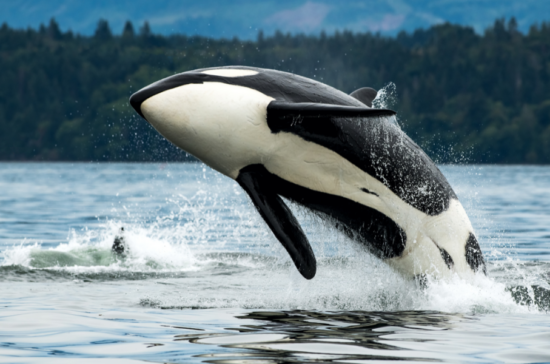 Orca Breaching - Vancouver, Canada - Travel Deals from the USA - Wake Up Here
